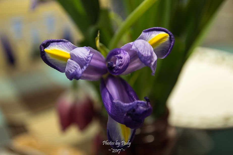 Iris_20170217_001