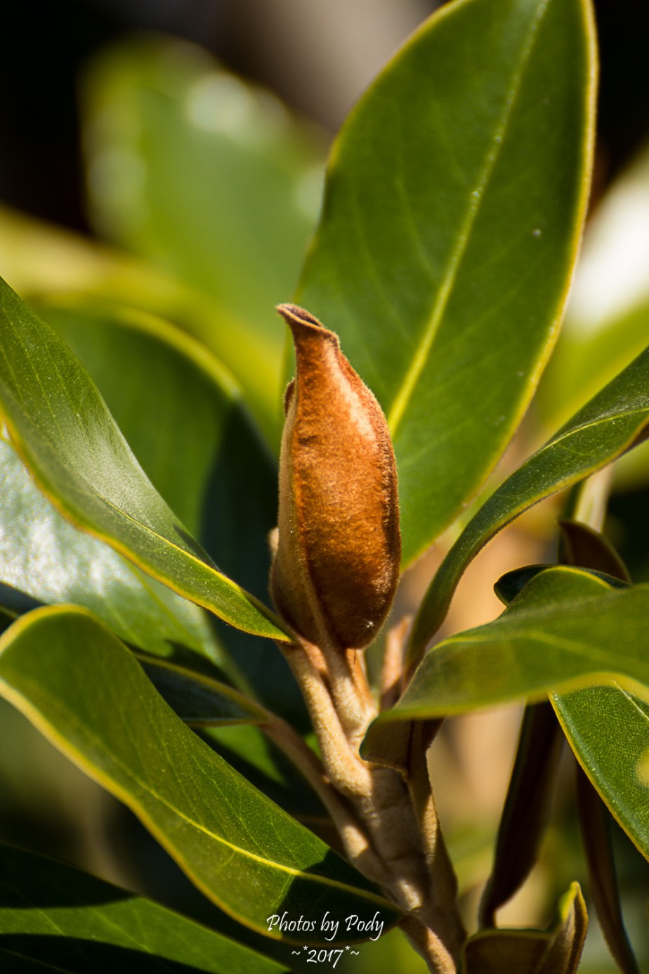 Magnolia_20170205_011