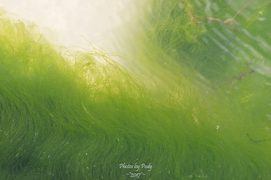 Corpus Christi_20170421_087