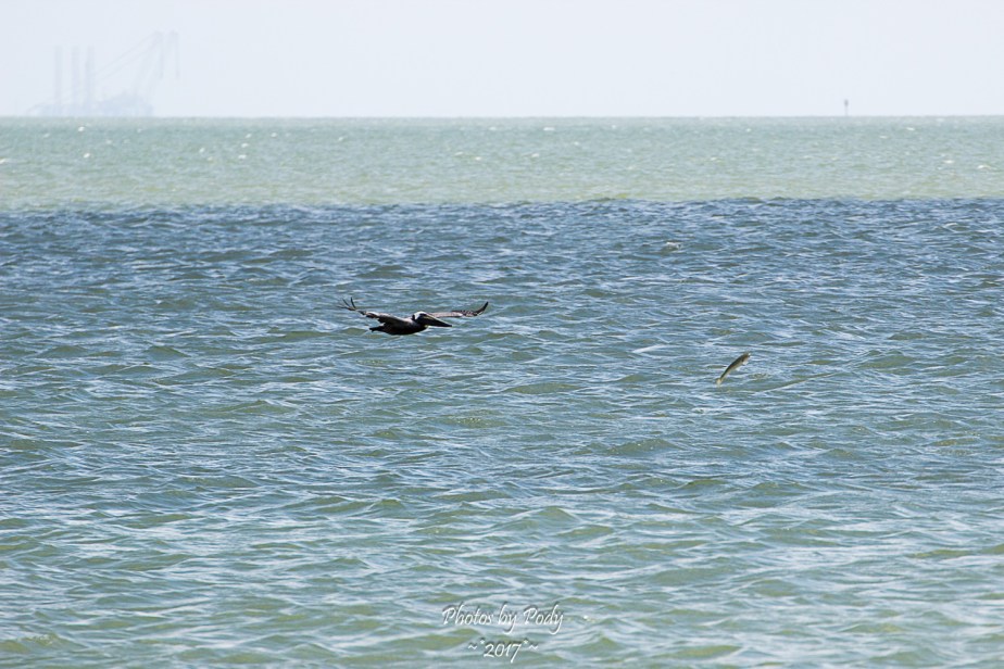 Corpus Christi_20170421_092