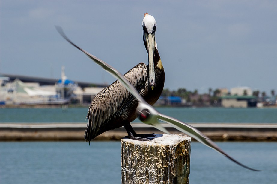 Corpus Christi_20170422_334