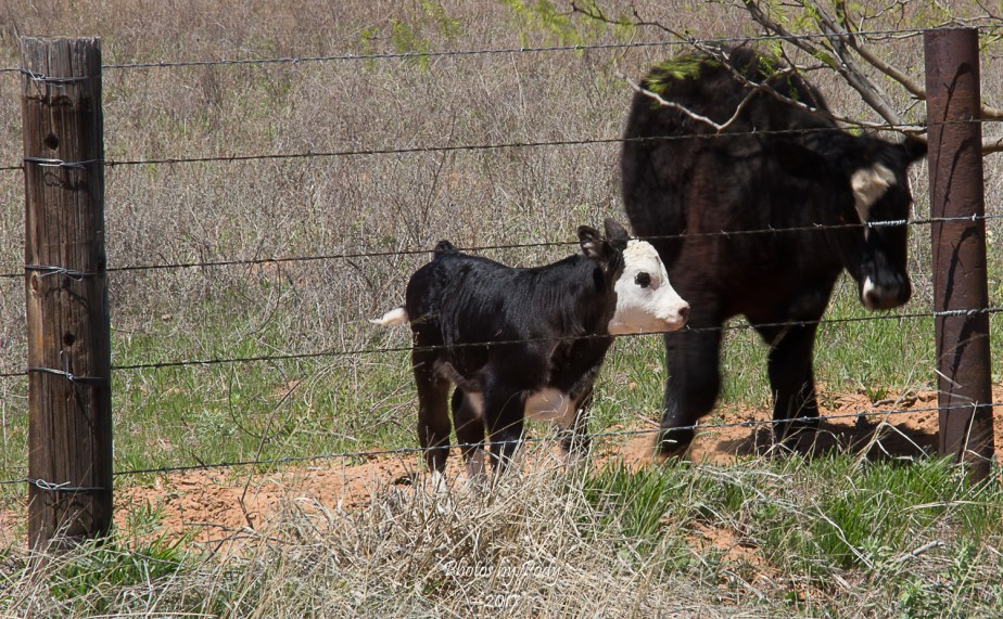 Jayton Cattle_20170408_011