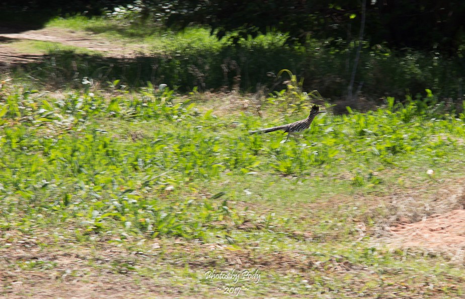 Road Runner_20170408_004