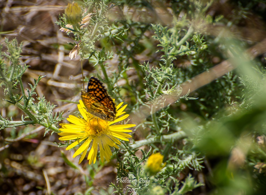 Roadside Flowers_20170408_017