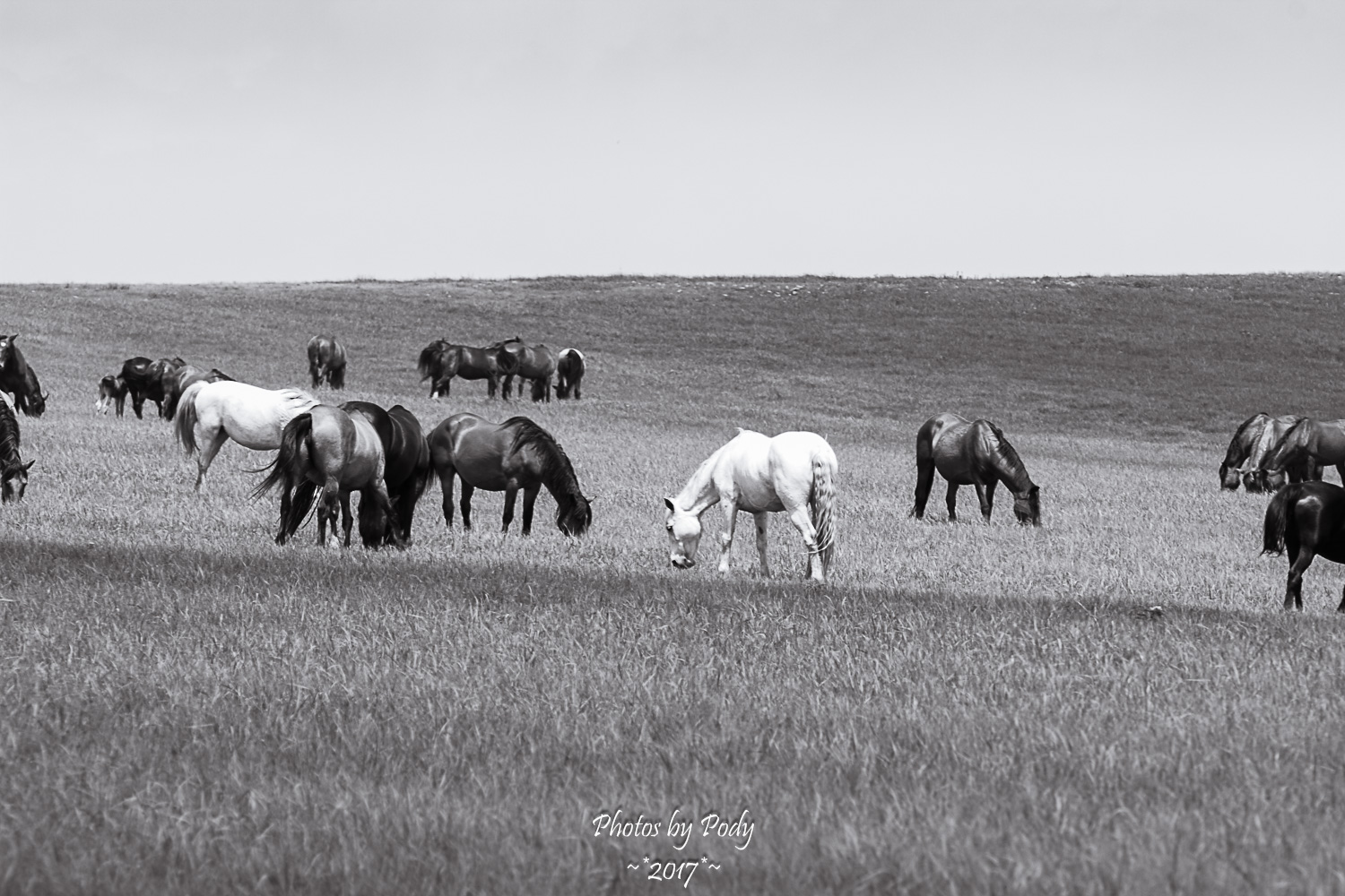 Drummond Ranch_20170527_016