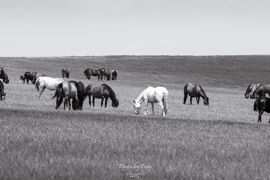 Drummond Ranch_20170527_016