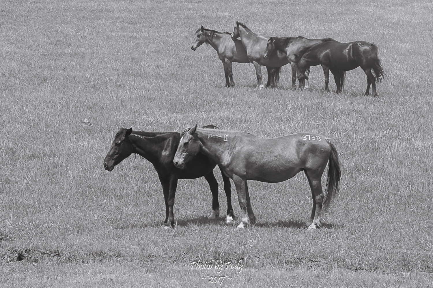 Drummond Ranch_20170527_026