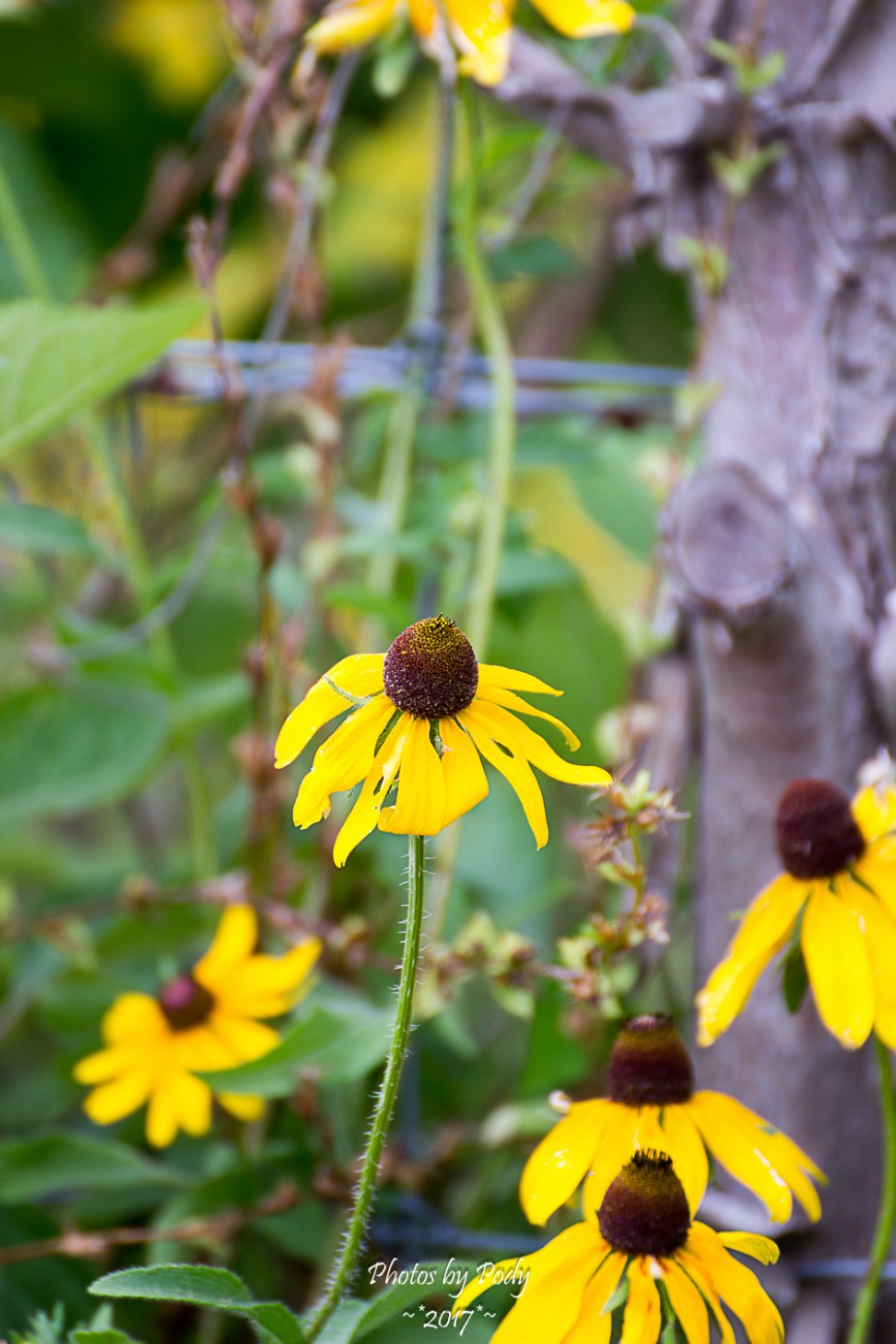 Quitman Blue Berry Farm_20170617_003