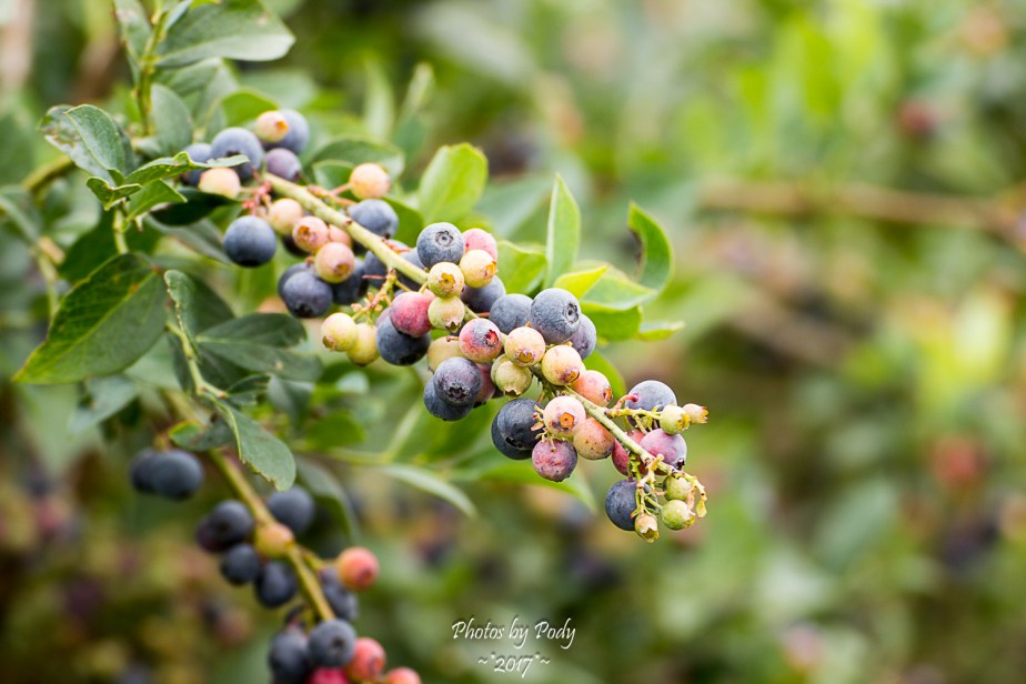 Quitman Blue Berry Farm_20170617_011
