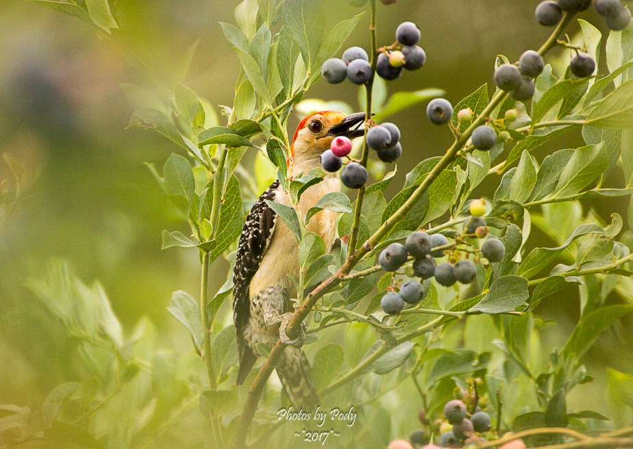Quitman Blue Berry Farm_20170617_018