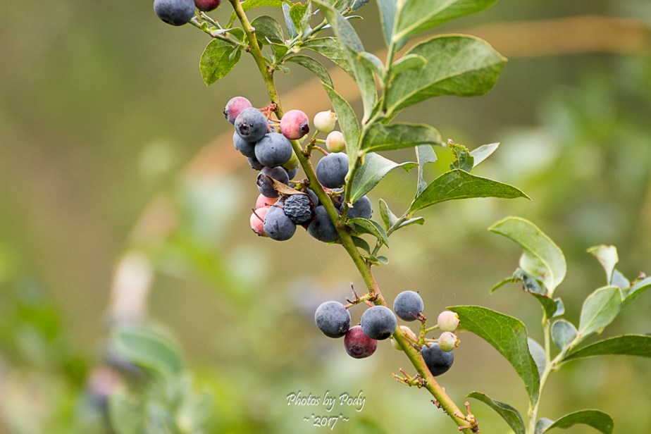 Quitman Blue Berry Farm_20170617_024