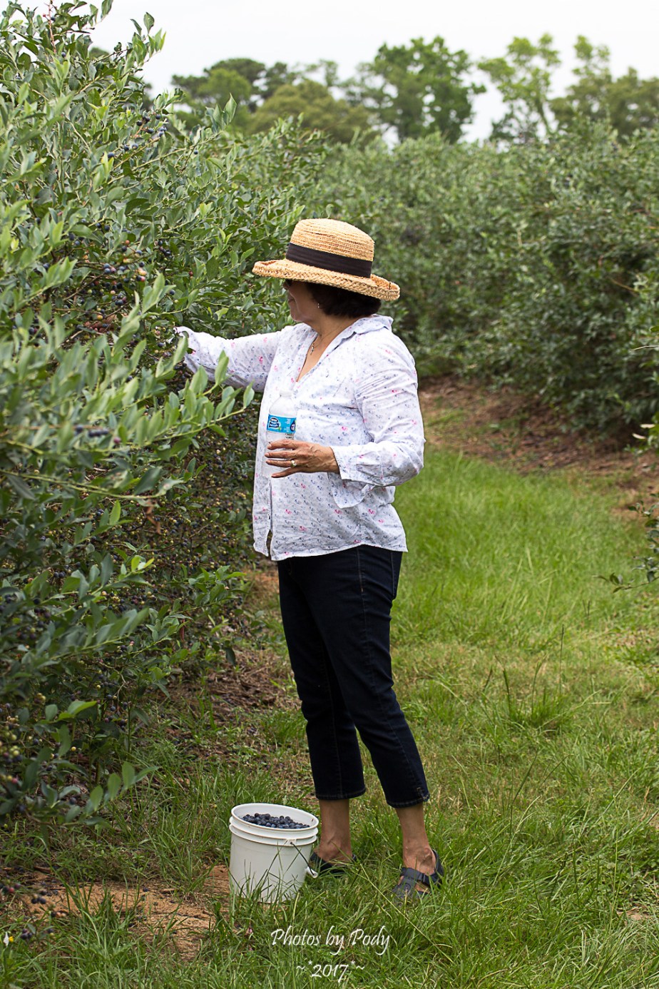 Quitman Blue Berry Farm_20170617_026