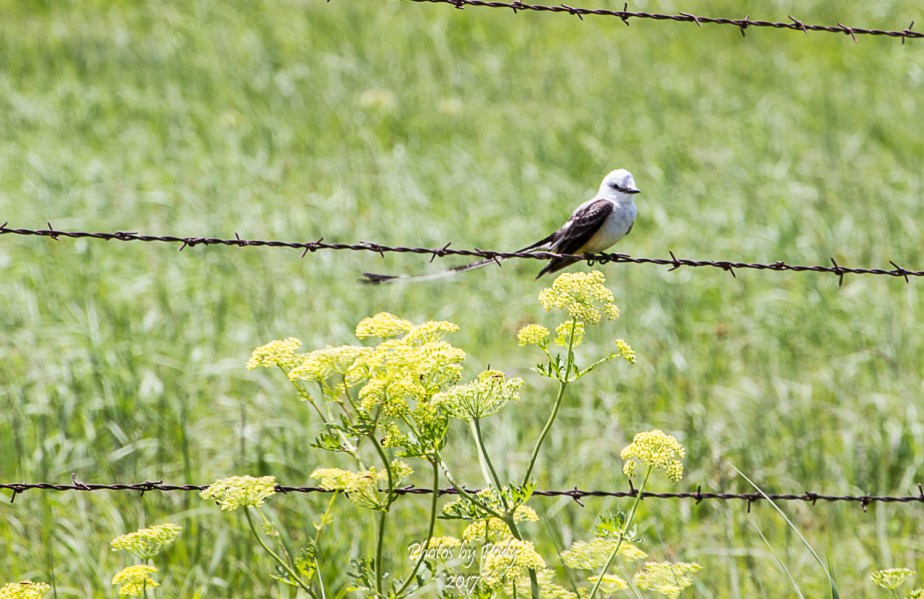 Scissor Tail Flycatcher_20170528_016