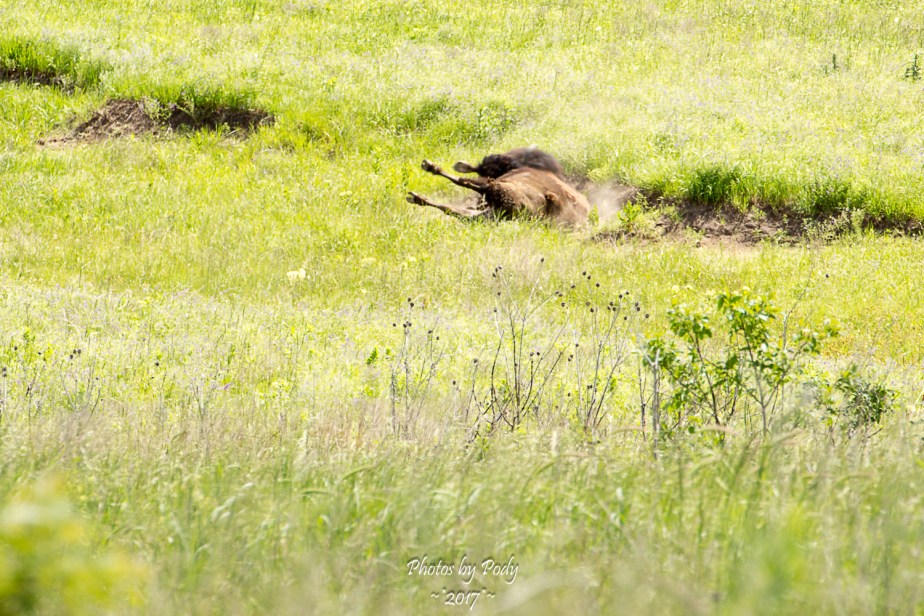 Tallgrass Prairie_20170528_022
