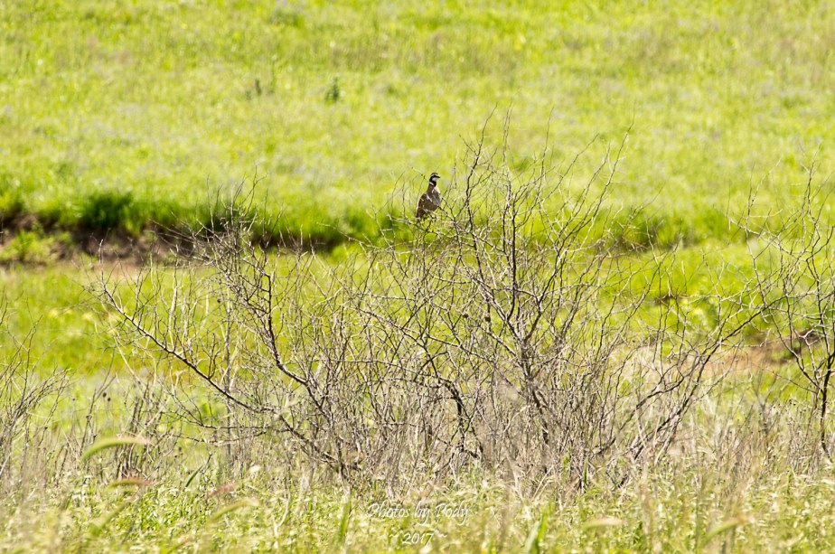Tallgrass Prairie_20170528_024