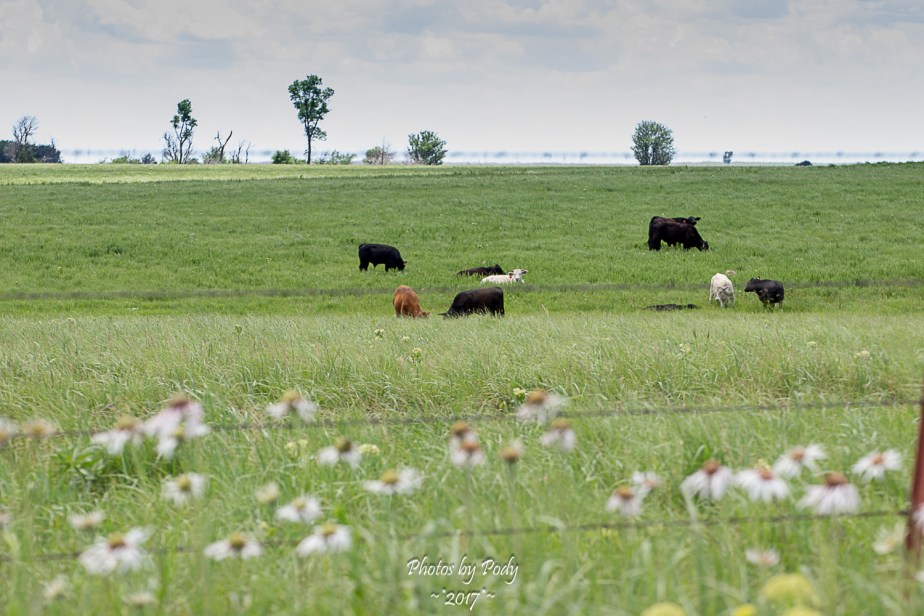 Tallgrass Prairie_20170528_097