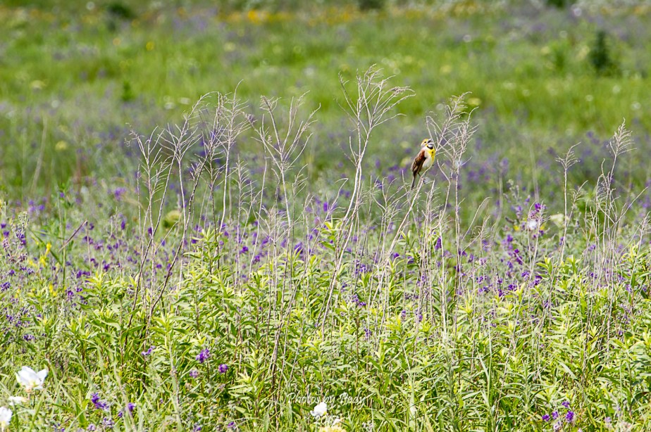 Western Meadowlark_20170528_004
