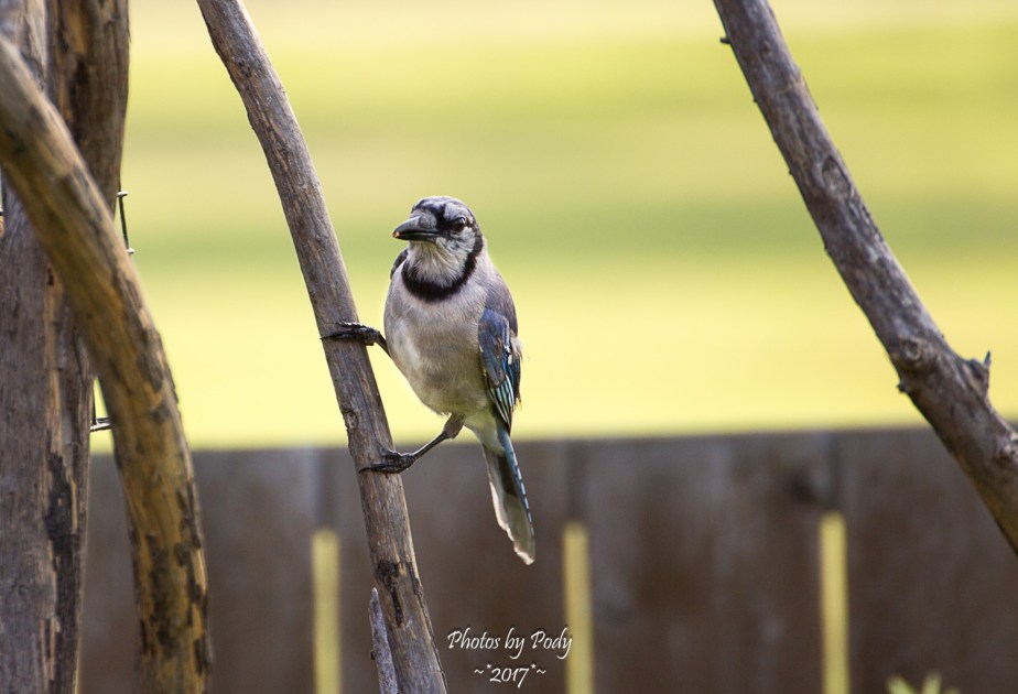 BlueJay_20170628_001