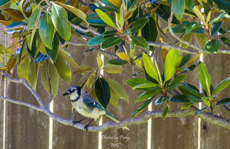 BlueJay_20170704_008