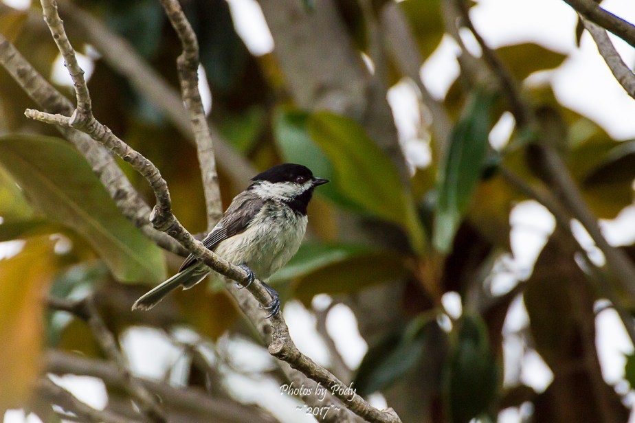 Carolina Chickadee_20170520_028