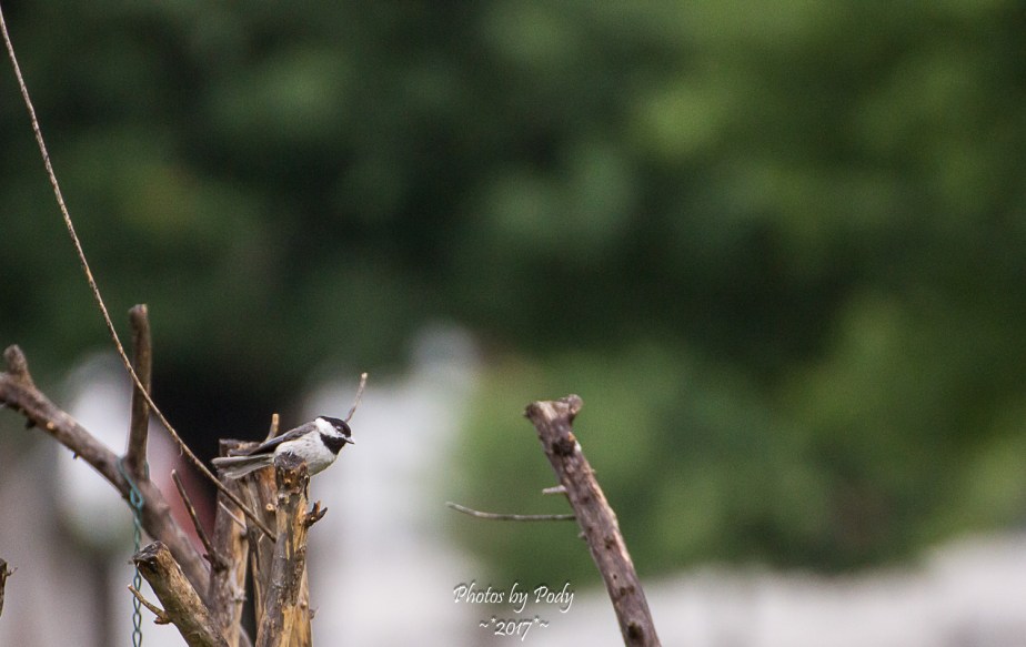 Carolina Chickadee_20170523_010