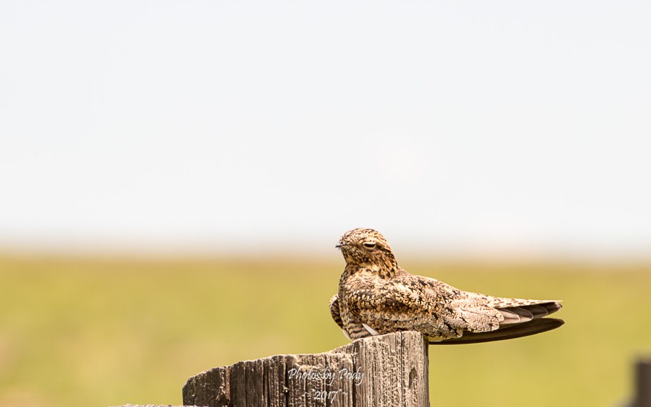 Common Night Hawk_20170528_003