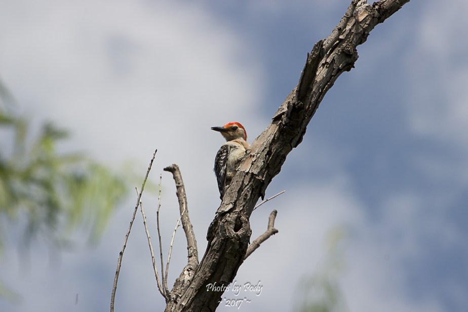 Downy Woodpecker_20170529_001