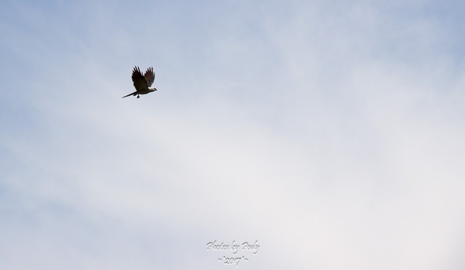 Mississippi Kite_20170702_002