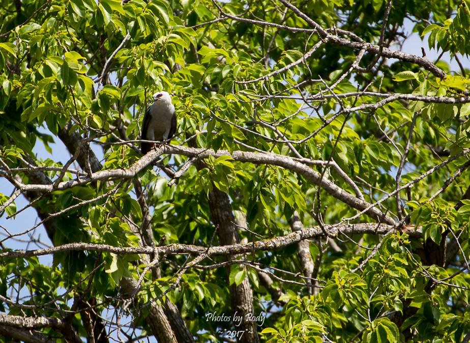 Mississippi Kite_20170702_021