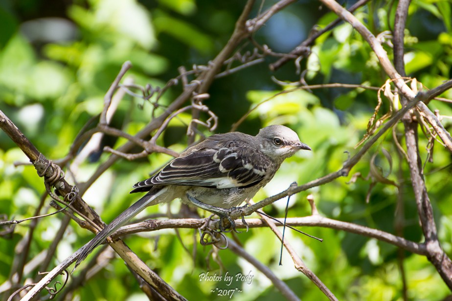 Mockingbird_20170529_016