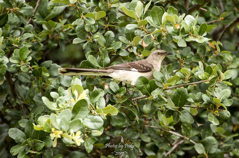 Mockingbird_20170622_003