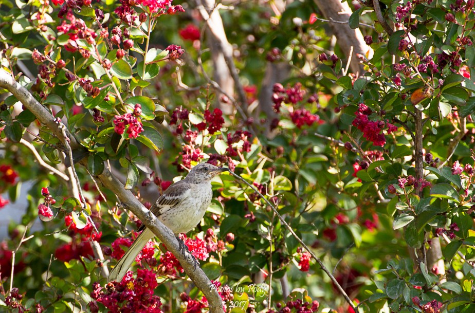 Mockingbird_20170704_003