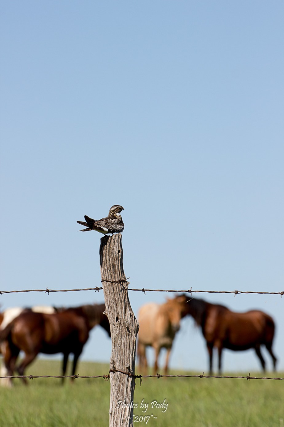 Night Hawk and Horses_20170701_002