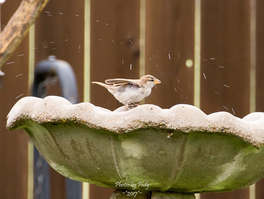 Sparrow_20170520_011