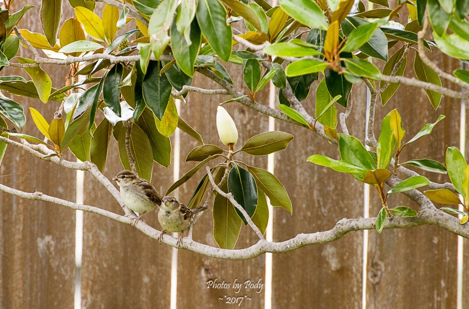 Sparrow_20170520_052