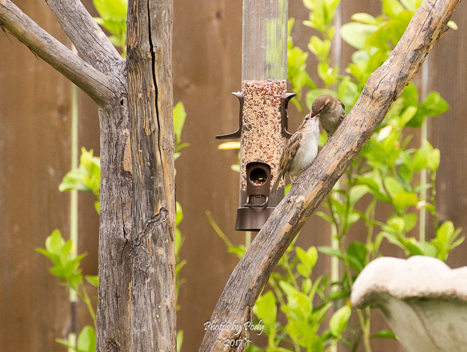 Sparrow_20170521_074