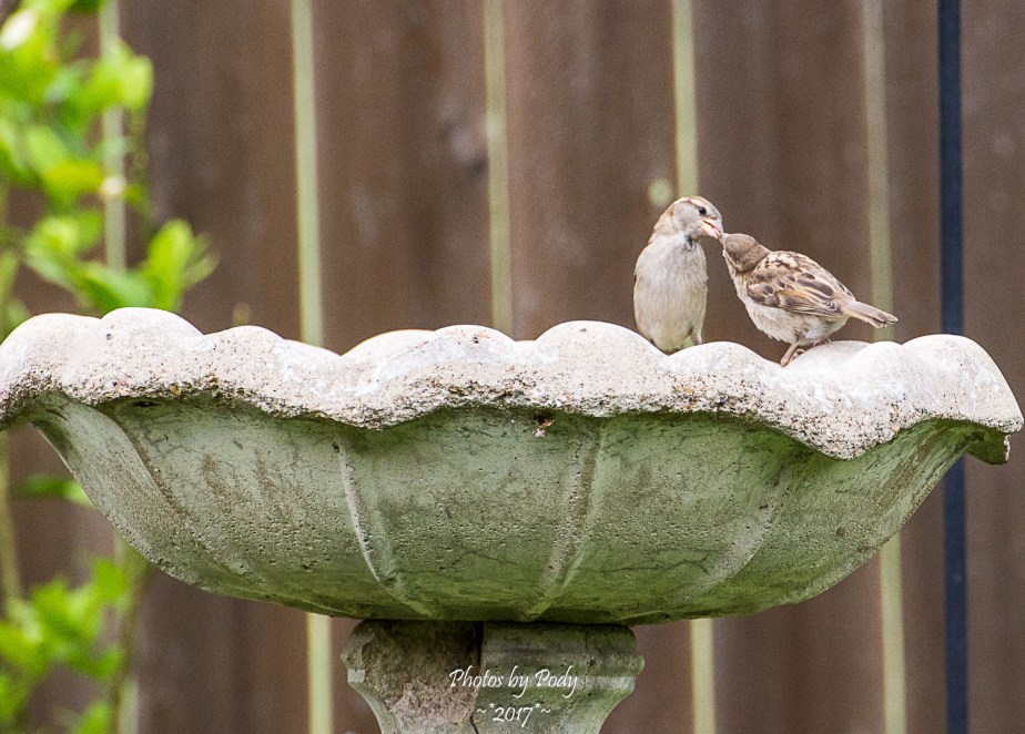 Sparrow_20170521_085