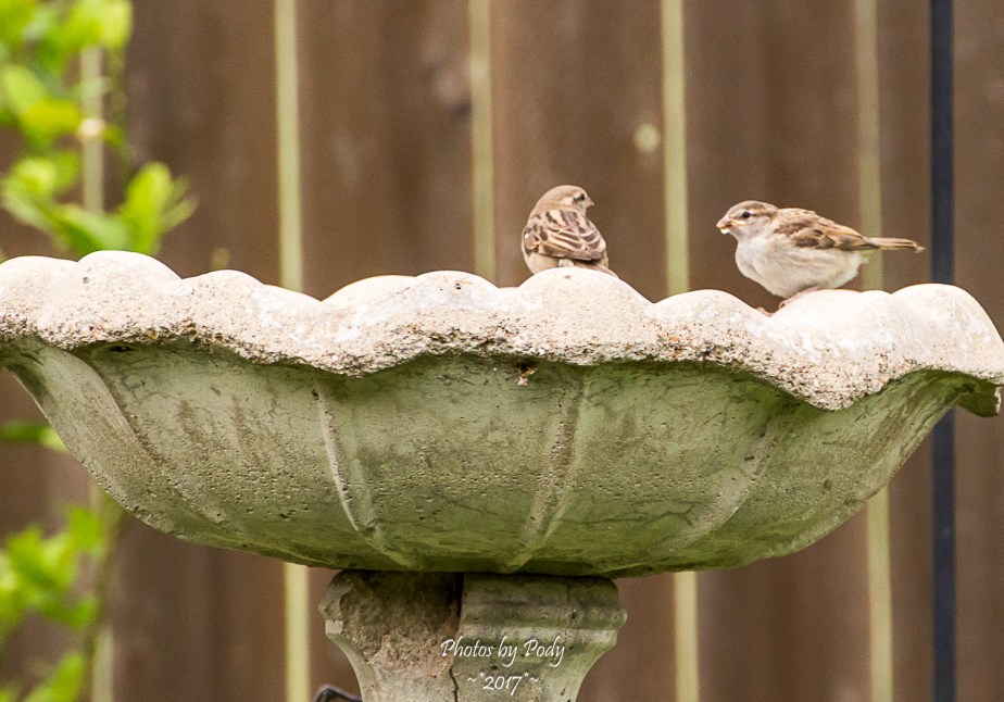 Sparrow_20170521_088