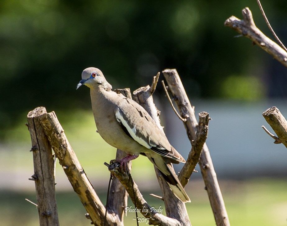 White-Winged Dove_20170704_003