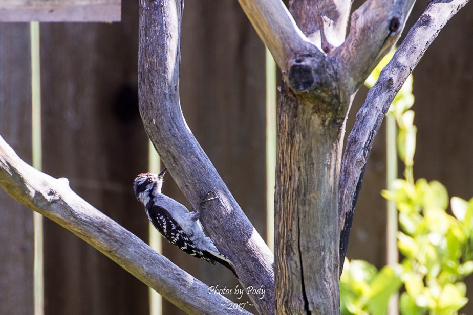 Woodpecker_20170704_016
