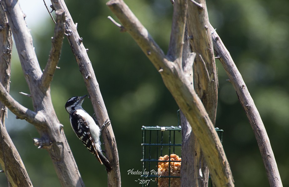 Woodpecker_20170704_020
