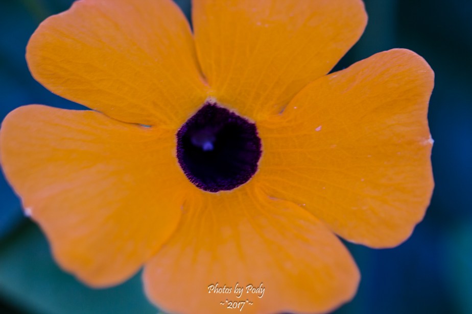 Canon 100mm Macro Black Eyed Susan_20171013_002