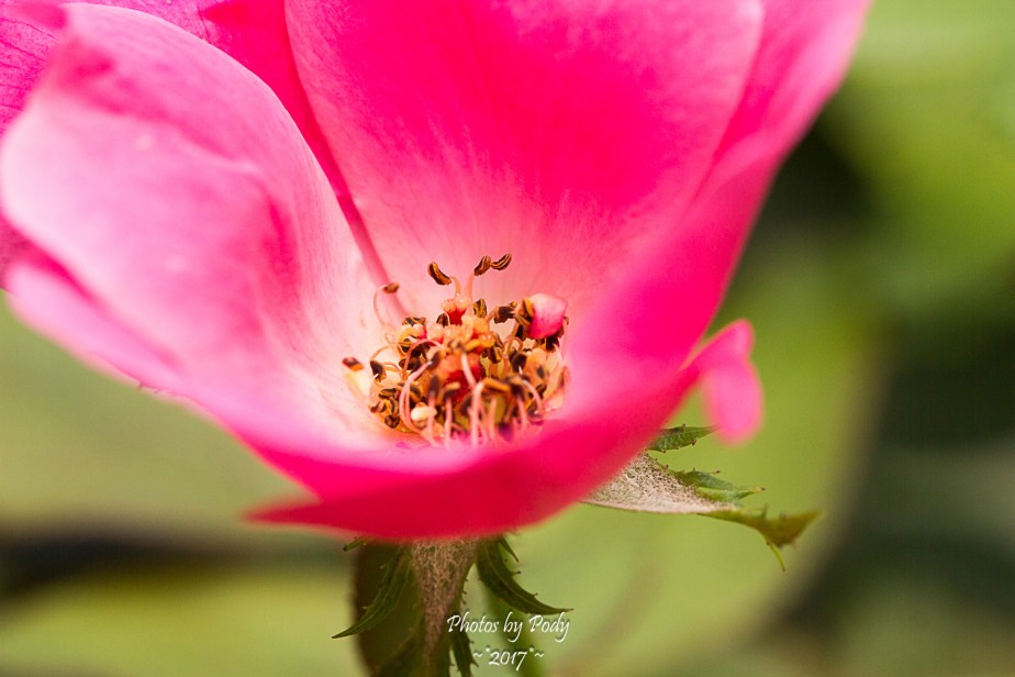 Canon 100mm Macro Flowers_20171015_094