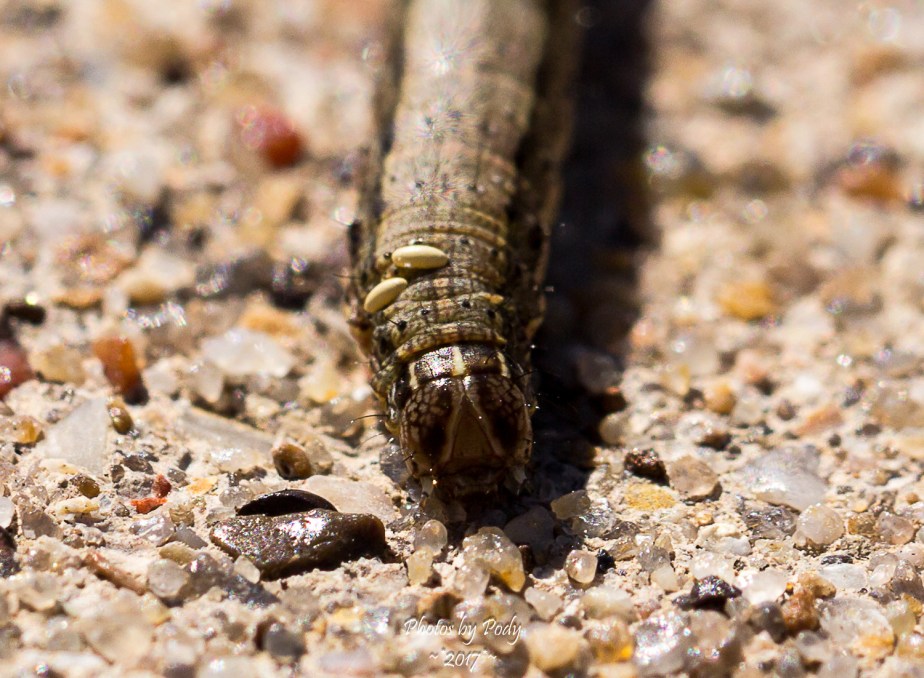Canon 100mm Macro Worm_20171018_003