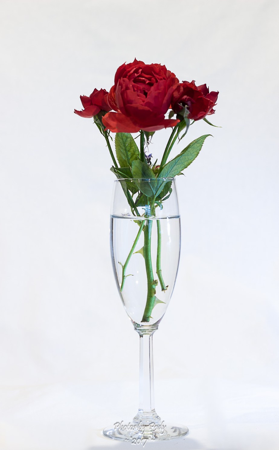 High Key Rose_20171030_081