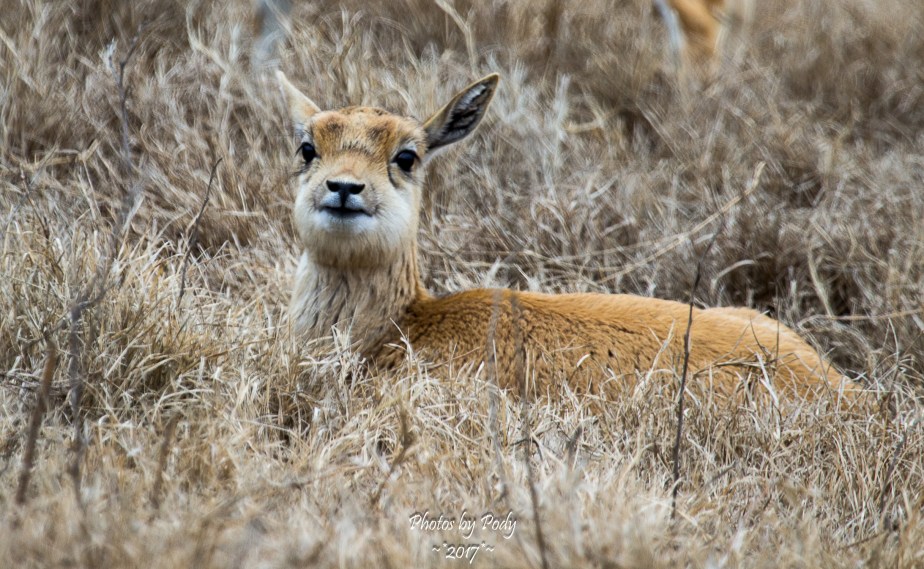 Fossil Rim_20171229_022