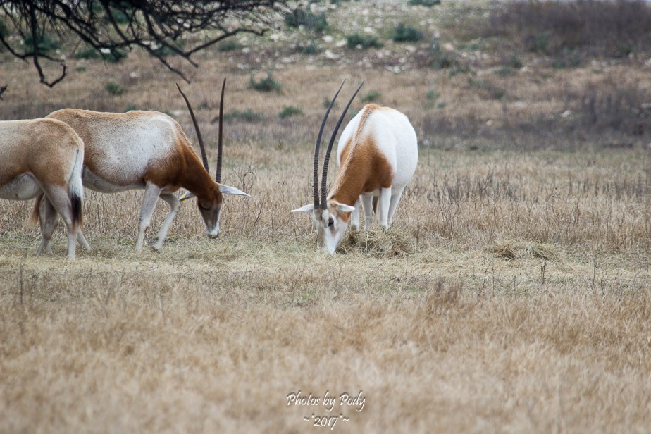 Fossil Rim_20171229_028