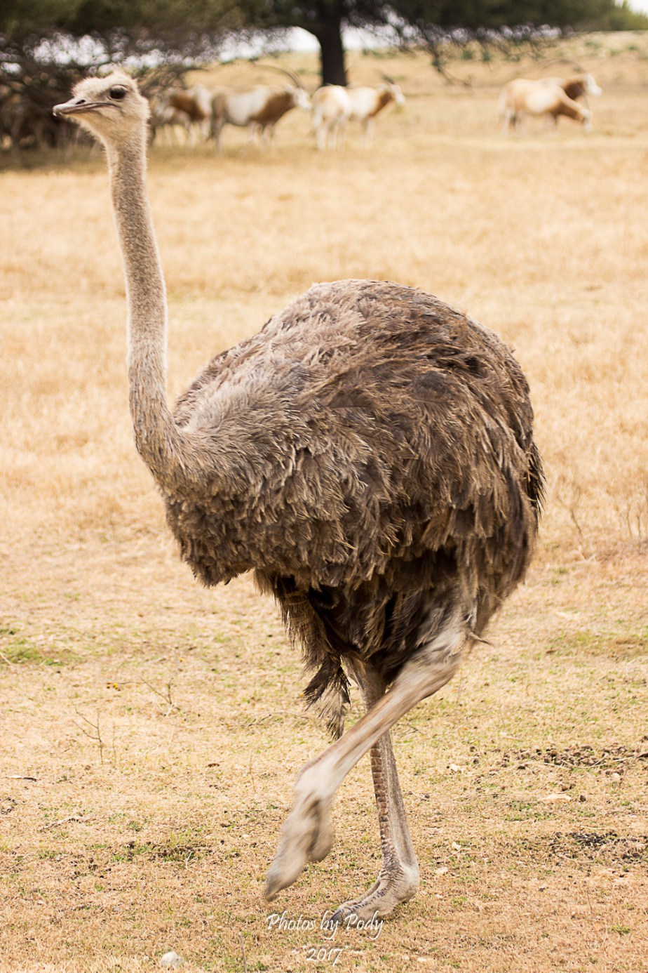 Fossil Rim_20171229_036
