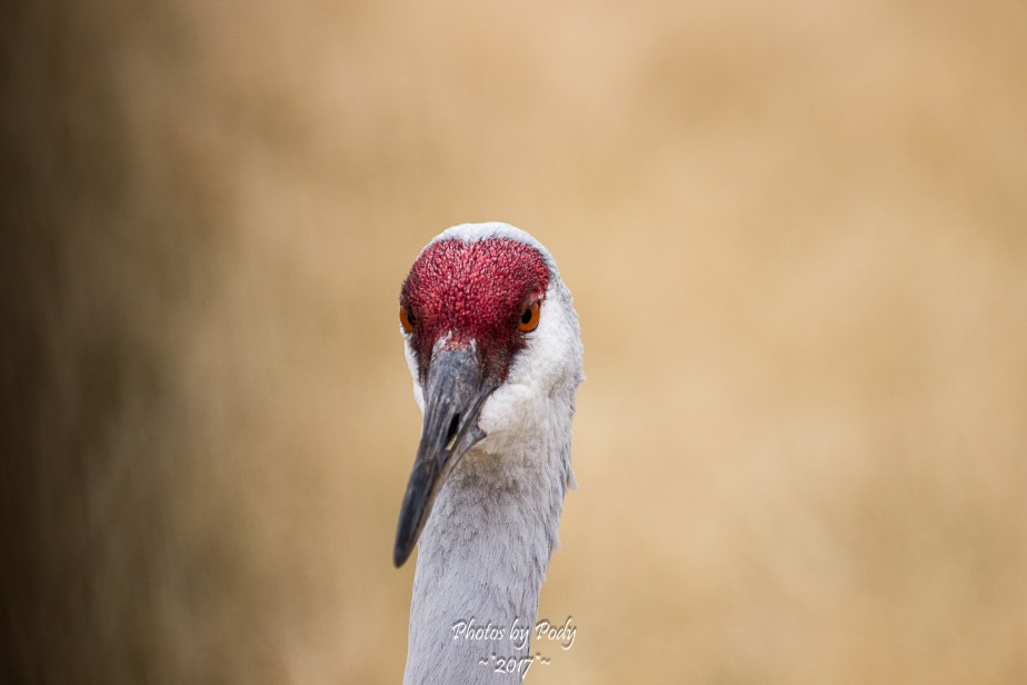 Fossil Rim_20171229_048