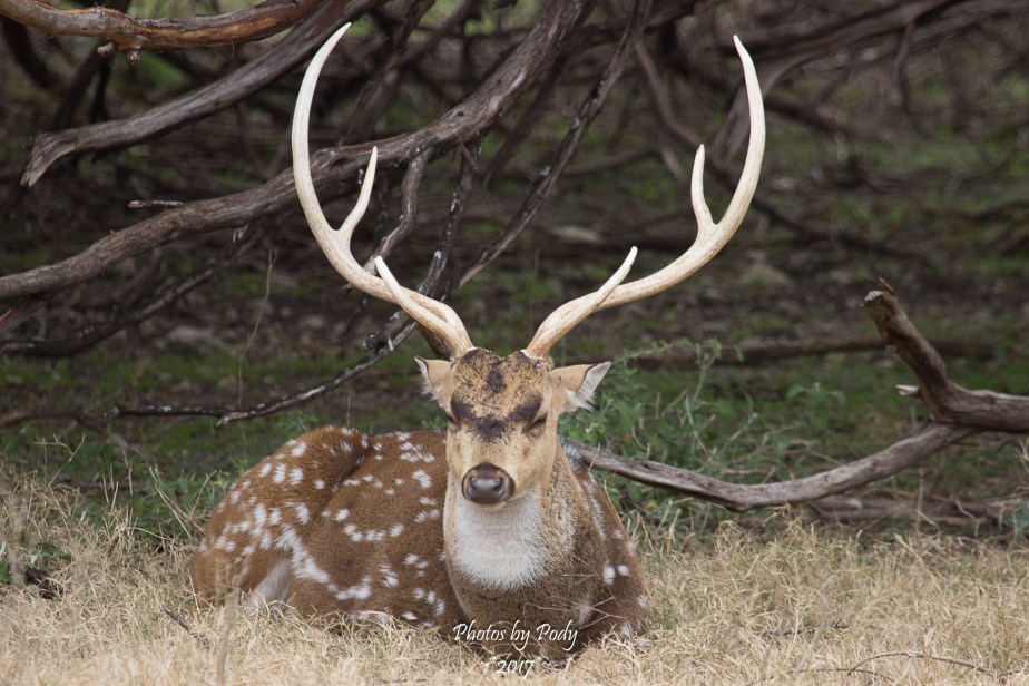 Fossil Rim_20171229_092
